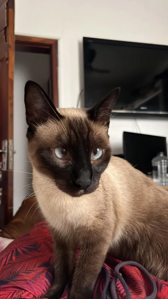 Gato raça Siamês idade 2 anos nome Ellie