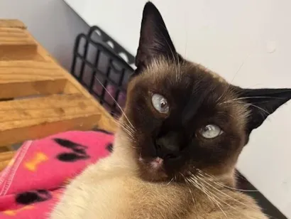 Gato raça Siamês idade 2 anos nome Ellie