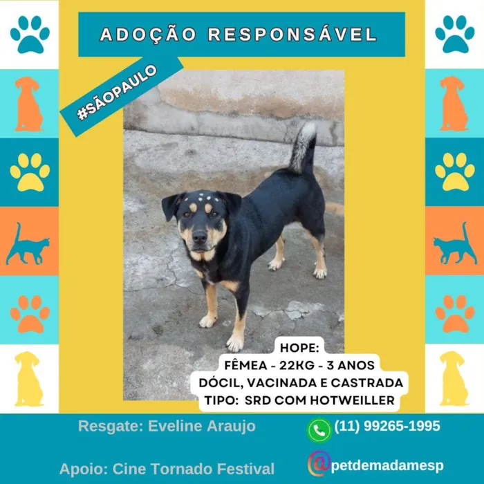 Cachorro raça SRD-ViraLata idade 3 anos nome Hope