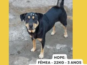 Cachorro raça SRD-ViraLata idade 3 anos nome Hope