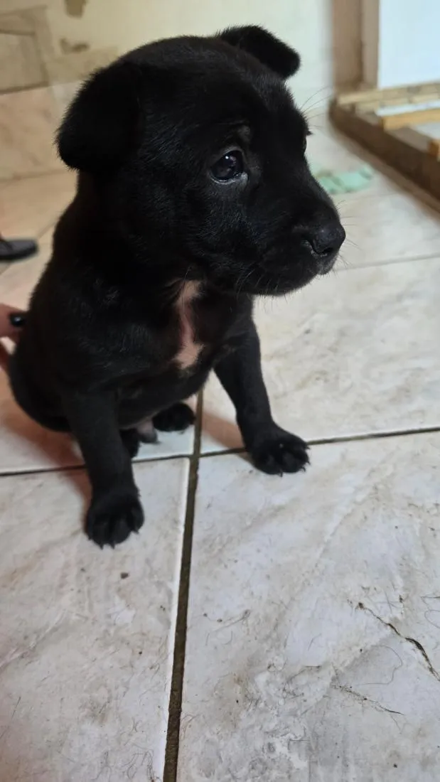 Cachorro raça SRD-ViraLata idade Abaixo de 2 meses nome Frederico