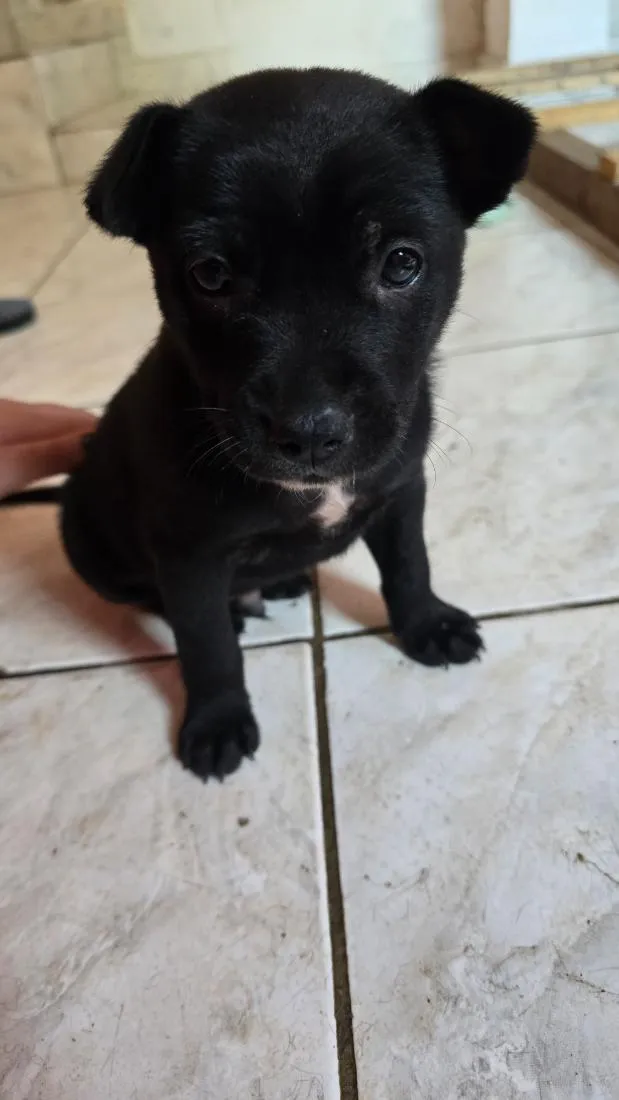 Cachorro raça SRD-ViraLata idade Abaixo de 2 meses nome Frederico
