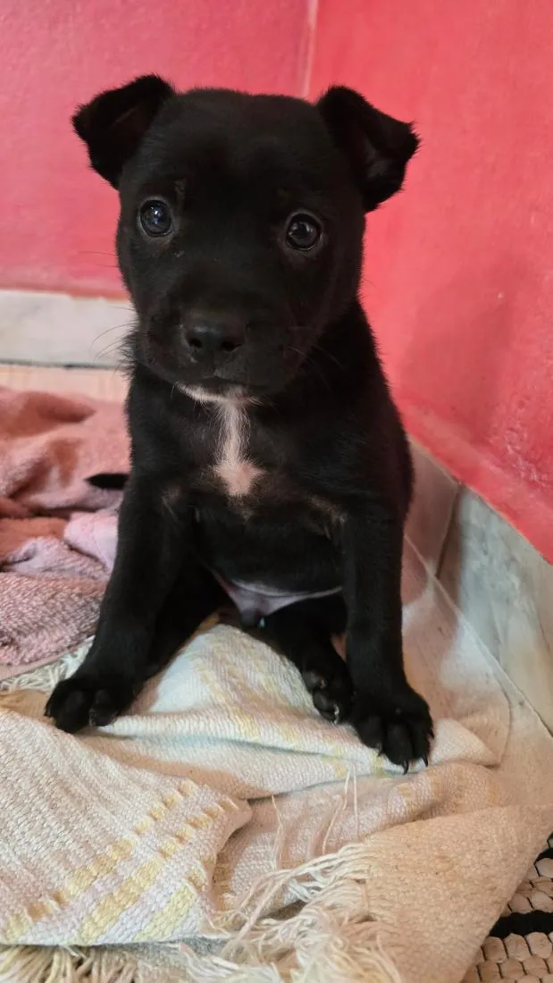 Cachorro raça SRD-ViraLata idade Abaixo de 2 meses nome Frederico