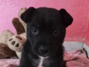 Cachorro raça SRD-ViraLata idade Abaixo de 2 meses nome Frederico