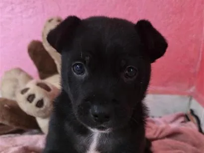 Cachorro raça SRD-ViraLata idade Abaixo de 2 meses nome Frederico