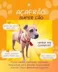 Açafrão