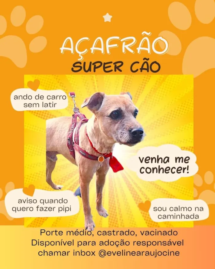 Cachorro raça SRD-ViraLata idade 6 ou mais anos nome Açafrão
