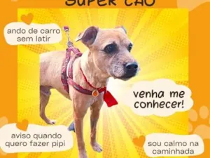 Cachorro raça SRD-ViraLata idade 6 ou mais anos nome Açafrão
