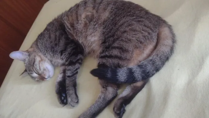 Gato raça SRD-ViraLata idade 2 anos nome Gatinha