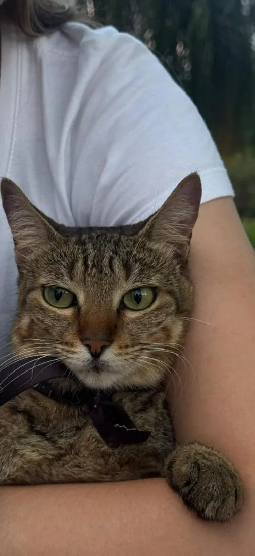 Gato raça SRD-ViraLata idade 2 anos nome Gatinha