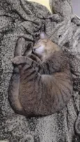 Gatinha
