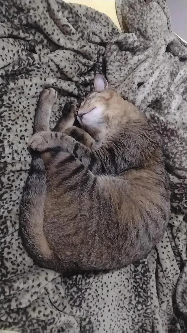 Gato raça SRD-ViraLata idade 2 anos nome Gatinha
