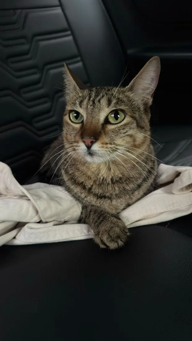 Gato raça SRD-ViraLata idade 2 anos nome Gatinha