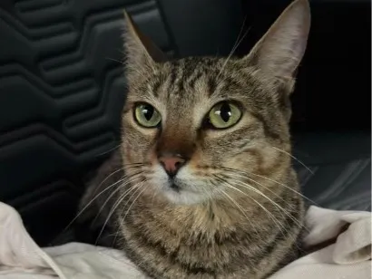 Gato raça SRD-ViraLata idade 2 anos nome Gatinha