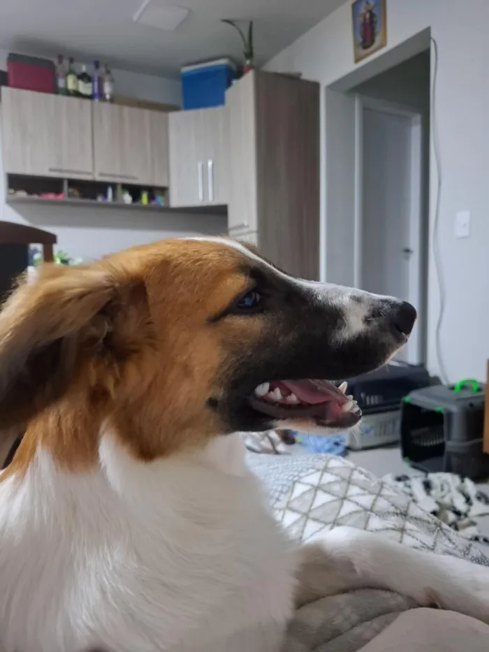 Cachorro raça SRD-ViraLata idade 7 a 11 meses nome Olivia