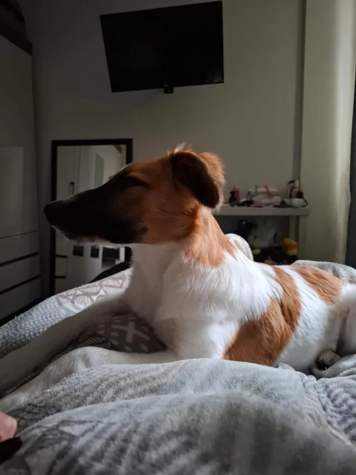 Cachorro raça SRD-ViraLata idade 7 a 11 meses nome Olivia