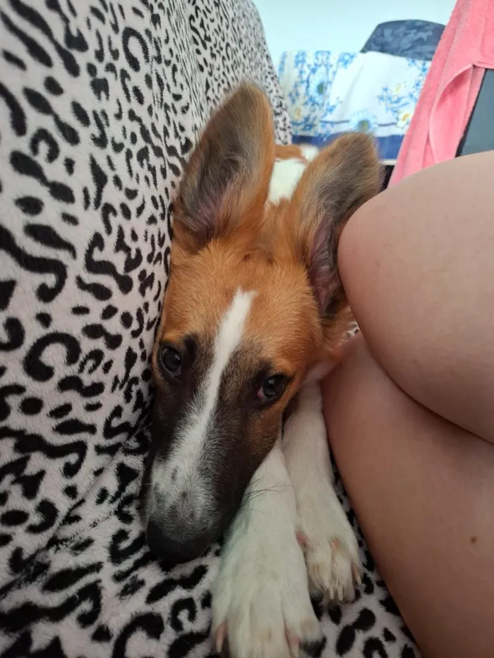 Cachorro raça SRD-ViraLata idade 7 a 11 meses nome Olivia