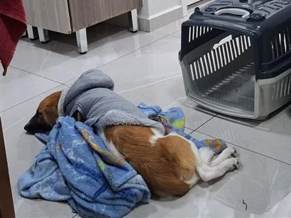 Cachorro raça SRD-ViraLata idade 7 a 11 meses nome Olivia