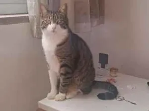 Gato raça SRD-ViraLata idade 2 anos nome Muqueca