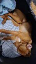 Nala