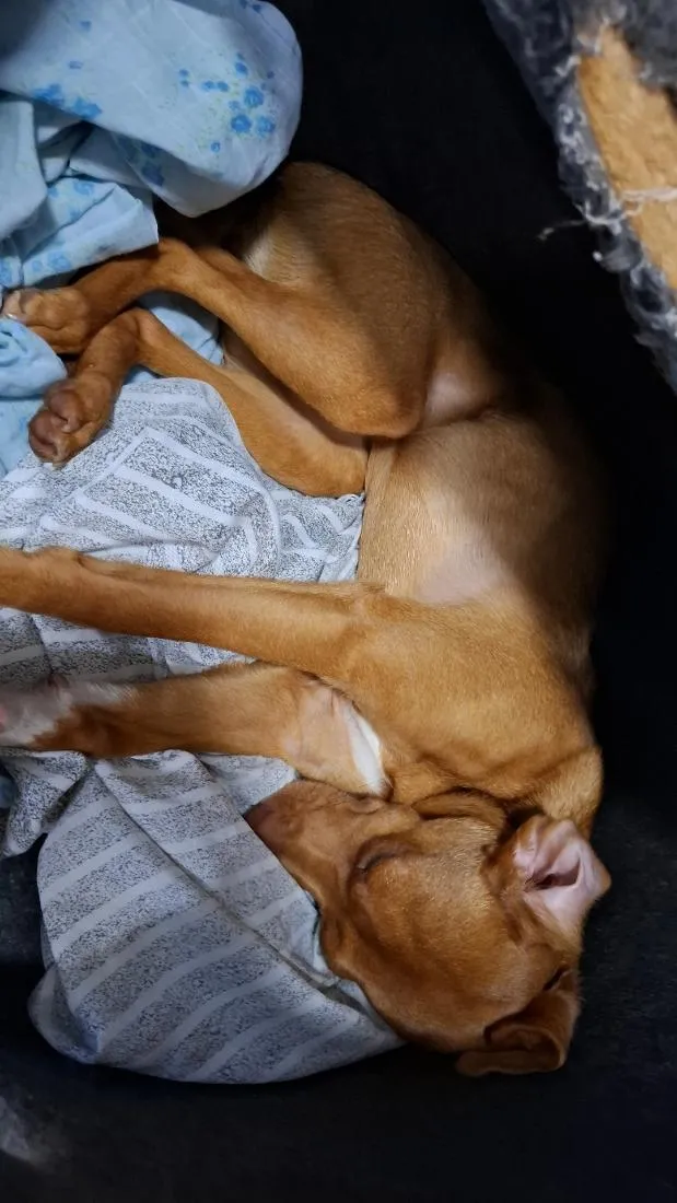 Cachorro raça SRD-ViraLata idade 7 a 11 meses nome Nala