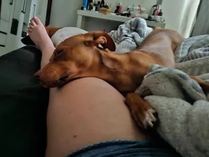Cachorro raça SRD-ViraLata idade 7 a 11 meses nome Nala