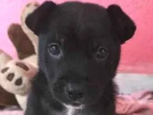 Cachorro raça SRD-ViraLata idade Abaixo de 2 meses nome Frederico