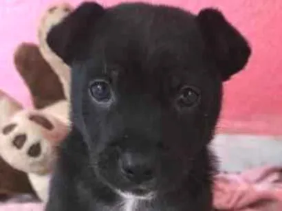 Cachorro raça SRD-ViraLata idade Abaixo de 2 meses nome Frederico
