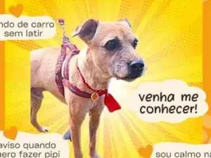 Cachorro raça SRD-ViraLata idade 6 ou mais anos nome Açafrão