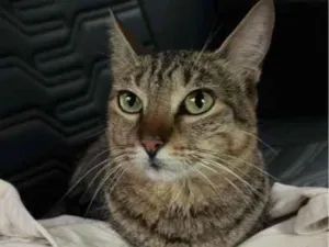 Gato raça SRD-ViraLata idade 2 anos nome Gatinha