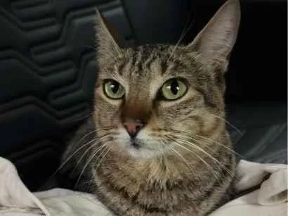 Gato raça SRD-ViraLata idade 2 anos nome Gatinha