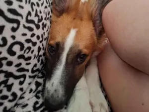 Cachorro raça SRD-ViraLata idade 7 a 11 meses nome Olivia