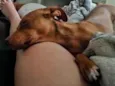 Nala