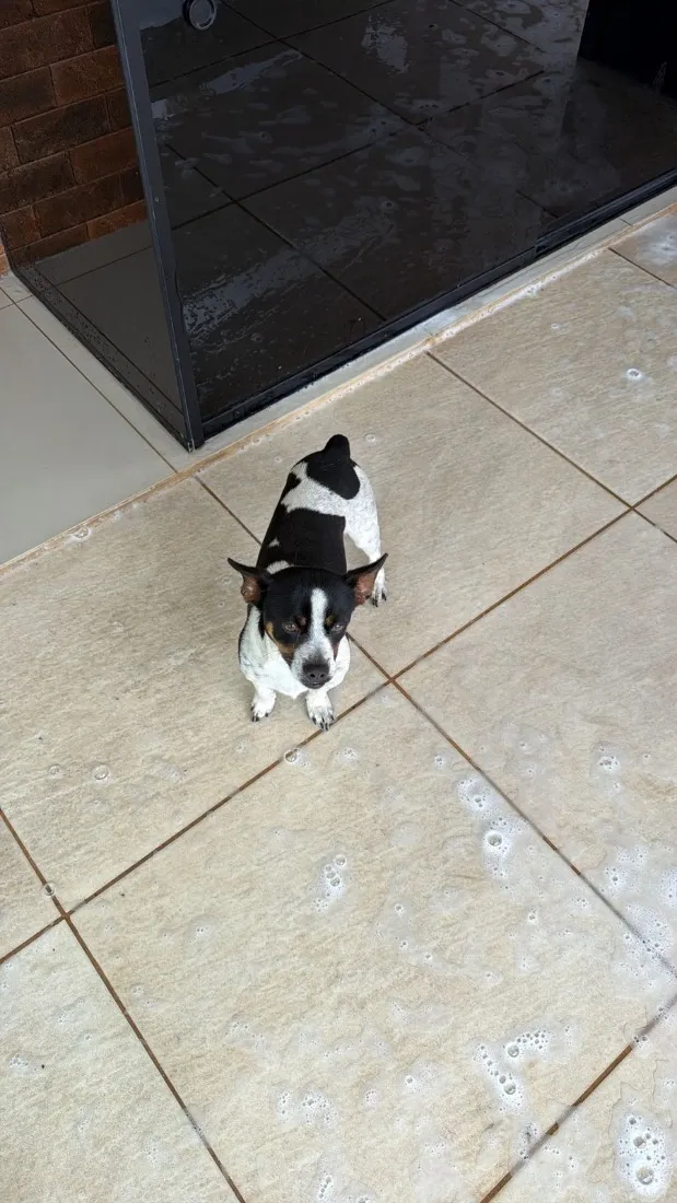 Cachorro raça SRD-ViraLata idade 1 ano nome Biribinha