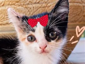 Gato raça SRD-ViraLata idade 2 a 6 meses nome Tina