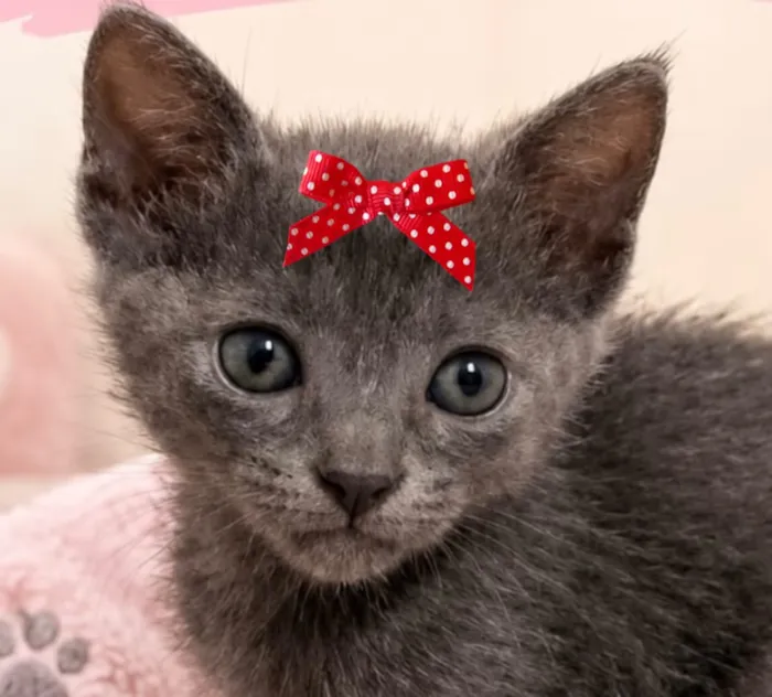 Gato raça SRD-ViraLata idade 2 a 6 meses nome Cindy