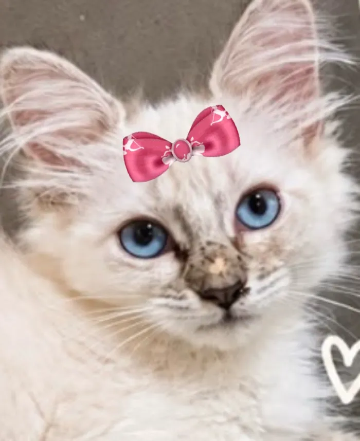 Gato raça SRD-ViraLata idade 2 a 6 meses nome Sininho