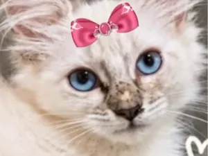 Gato raça SRD-ViraLata idade 2 a 6 meses nome Sininho