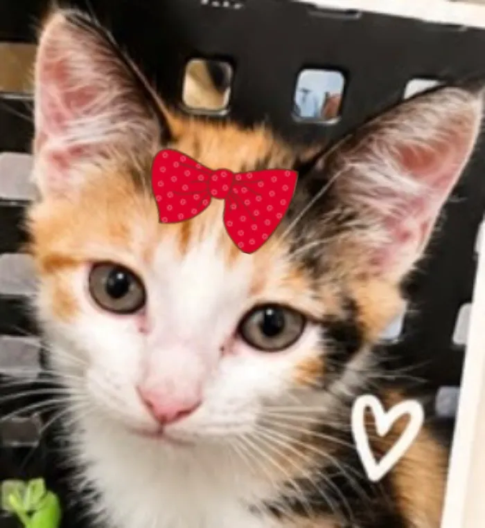 Gato raça SRD-ViraLata idade 2 a 6 meses nome Belinha