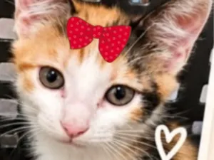 Gato raça SRD-ViraLata idade 2 a 6 meses nome Belinha