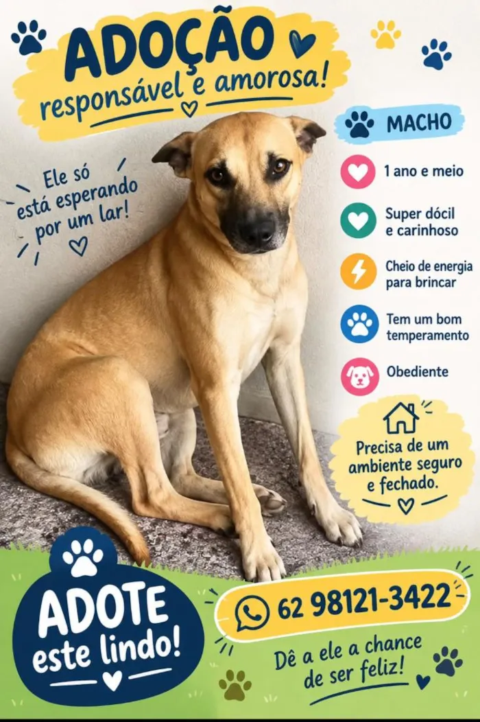 Cachorro raça SRD-ViraLata idade 1 ano nome SCOOBY