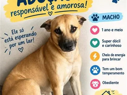Cachorro raça SRD-ViraLata idade 1 ano nome SCOOBY