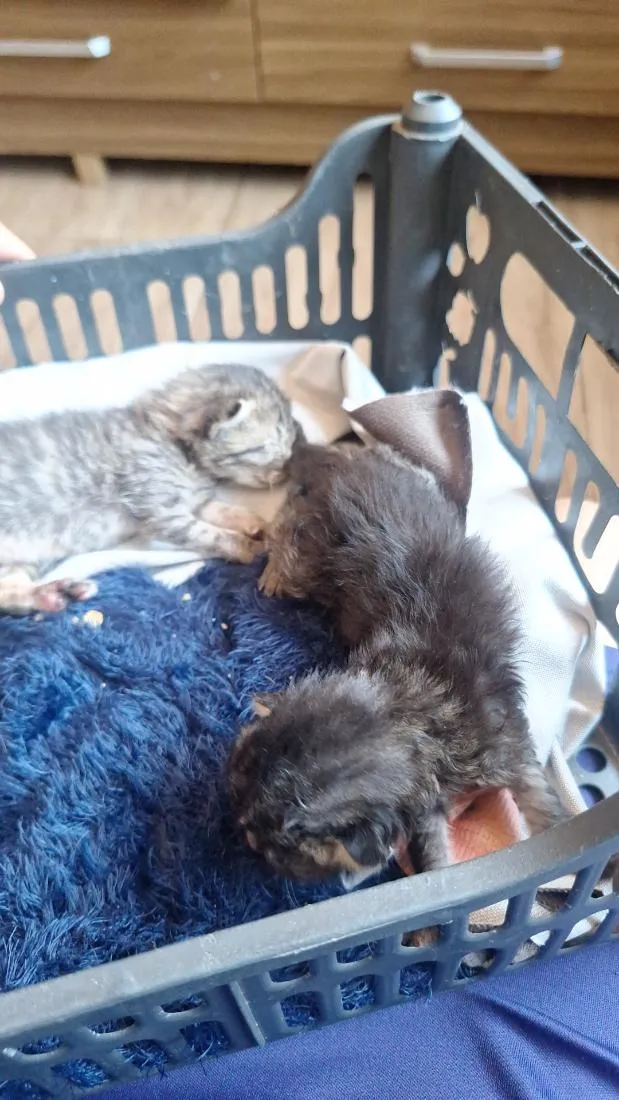Gato raça SRD-ViraLata idade Abaixo de 2 meses nome não tem nome