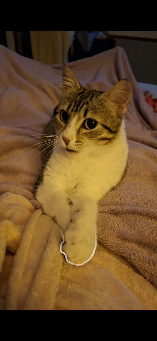 Gato raça SRD-ViraLata idade 7 a 11 meses nome Ivy