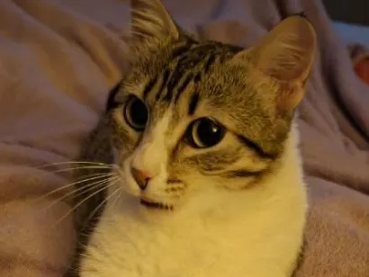 Gato raça SRD-ViraLata idade 7 a 11 meses nome Ivy