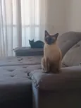 Arissa e Lua 