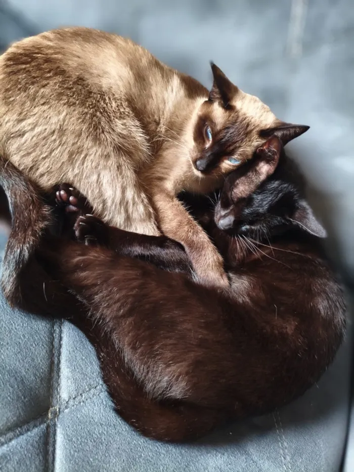 Gato raça Siamês idade 3 anos nome Arissa e Lua 