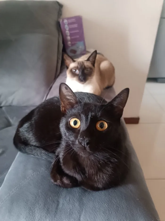 Gato raça Siamês idade 3 anos nome Arissa e Lua 