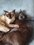 Arissa e Lua 