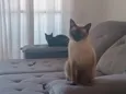 Arissa e Lua 